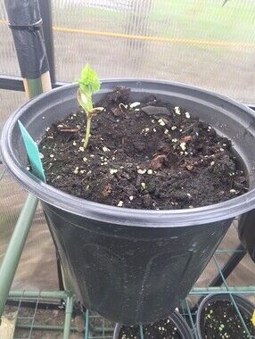 Peach Seedling Fruit Tree